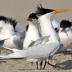 Elegant Tern